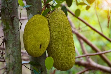 Jackfruit ve Jackfruit ağaçları bir dalda sallanıyor. Yapışkan kauçuk ve büyük bir demeti olan Tayland meyvesi..                                 
