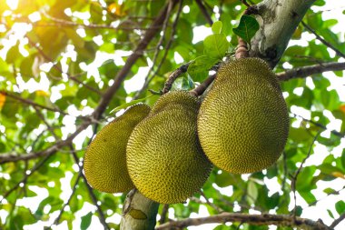 Jackfruit ve Jackfruit ağaçları bir dalda sallanıyor. Yapışkan kauçuk ve büyük bir demeti olan Tayland meyvesi..                                 