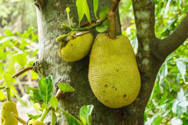 Jackfruit ve Jackfruit ağaçları bir dalda sallanıyor. Yapışkan kauçuk ve büyük bir demeti olan Tayland meyvesi..                                 