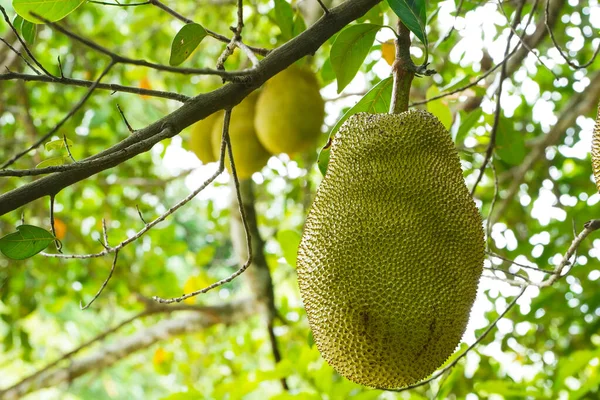 Jackfruit ve Jackfruit ağaçları bir dalda sallanıyor. Yapışkan kauçuk ve büyük bir demeti olan Tayland meyvesi..                                 