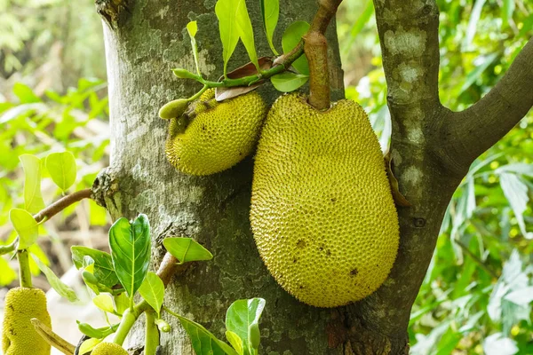 Jackfruit ve Jackfruit ağaçları bir dalda sallanıyor. Yapışkan kauçuk ve büyük bir demeti olan Tayland meyvesi..                                 