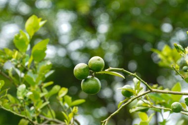 Ayrıntılı kireç yeşili, bahçede limon yeşili. Organik bahçedeki ağaçta taze yeşil limon..                               