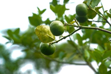 Ayrıntılı kireç yeşili, bahçede limon yeşili. Organik bahçedeki ağaçta taze yeşil limon..                               