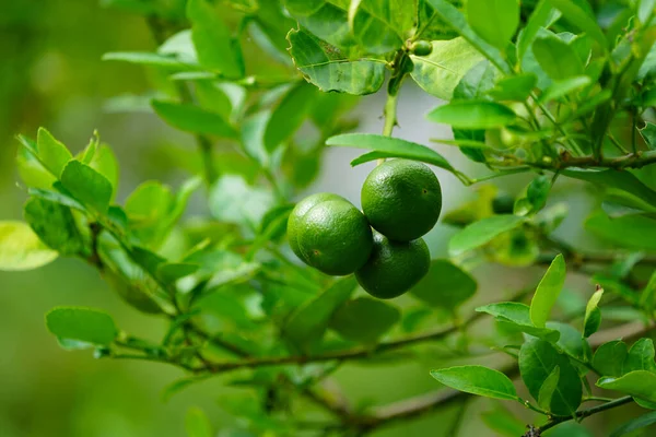 Ayrıntılı kireç yeşili, bahçede limon yeşili. Organik bahçedeki ağaçta taze yeşil limon..                               