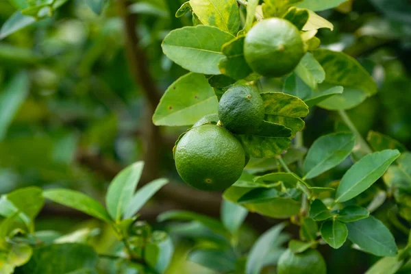 Close Detail Lime Green Lime Green Garden Fresh Green Lemon — Foto de Stock