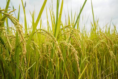 Sabah vakti Tayland 'da altın pirinç tarlası. Bir günde pirinç tarlasına yakın, güzel mavi gökyüzü ve arka planda bulut, tarım kavramı.                               