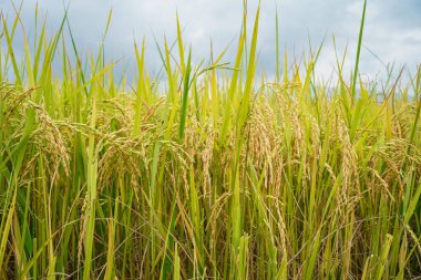 Sabah vakti Tayland 'da altın pirinç tarlası. Bir günde pirinç tarlasına yakın, güzel mavi gökyüzü ve arka planda bulut, tarım kavramı.                               
