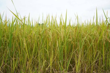 Sabah vakti Tayland 'da altın pirinç tarlası. Bir günde pirinç tarlasına yakın, güzel mavi gökyüzü ve arka planda bulut, tarım kavramı.                                  