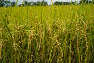 Sabah vakti Tayland 'da altın pirinç tarlası. Bir günde pirinç tarlasına yakın, güzel mavi gökyüzü ve arka planda bulut, tarım kavramı.                                  