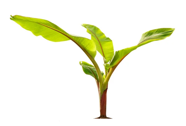 Green Little Banana Tree Isolate White Background Clipping Path Economic — Fotografia de Stock