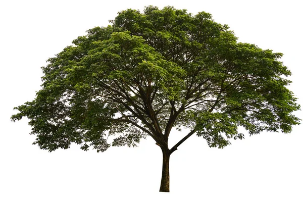 Alberi Isolati Sfondo Bianco Alberi Tropicali Isolati Utilizzati Progettazione Pubblicità — Foto Stock