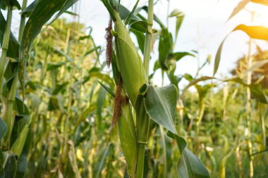 Mısır tarlasını kapatın. Seçici odaklanma. Yaz Tarım Mevsiminde Yeşil Mısır Tarlası Çiftliği. Bir tarladaki mısır tarlasına yakın..                                 