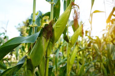 Mısır tarlasını kapatın. Seçici odaklanma. Yaz Tarım Mevsiminde Yeşil Mısır Tarlası Çiftliği. Bir tarladaki mısır tarlasına yakın..                                 