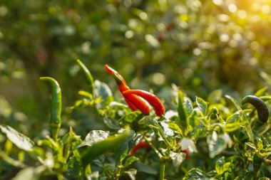 Çiftlikteki ağaçta taze biber. Tarım bahçesindeki kırmızı biber tarlası, ağaçtaki olgun kırmızı biber..                                