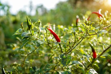 Çiftlikteki ağaçta taze biber. Tarım bahçesindeki kırmızı biber tarlası, ağaçtaki olgun kırmızı biber..                                