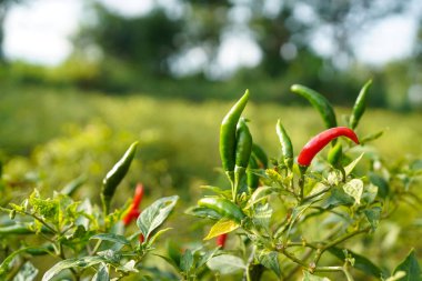 Çiftlikteki ağaçta taze biber. Tarım bahçesindeki kırmızı biber tarlası, ağaçtaki olgun kırmızı biber..                                