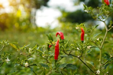 Çiftlikteki ağaçta taze biber. Tarım bahçesindeki kırmızı biber tarlası, ağaçtaki olgun kırmızı biber..                                