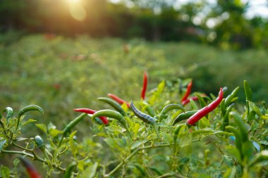 Çiftlikteki ağaçta taze biber. Tarım bahçesindeki kırmızı biber tarlası, ağaçtaki olgun kırmızı biber..                                