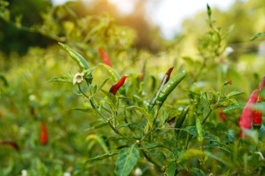 Çiftlikteki ağaçta taze biber. Tarım bahçesindeki kırmızı biber tarlası, ağaçtaki olgun kırmızı biber..                                