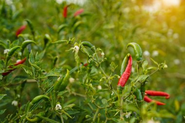 Çiftlikteki ağaçta taze biber. Tarım bahçesindeki kırmızı biber tarlası, ağaçtaki olgun kırmızı biber..                                