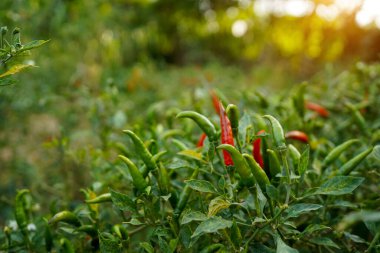 Çiftlikteki ağaçta taze biber. Tarım bahçesindeki kırmızı biber tarlası, ağaçtaki olgun kırmızı biber..                                