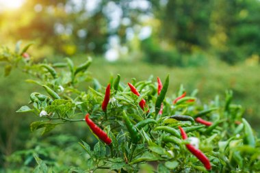 Çiftlikteki ağaçta taze biber. Tarım bahçesindeki kırmızı biber tarlası, ağaçtaki olgun kırmızı biber..                                
