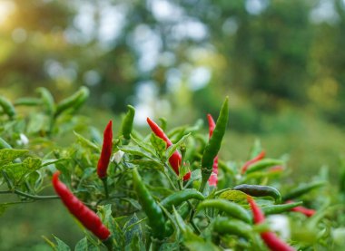 Çiftlikteki ağaçta taze biber. Tarım bahçesindeki kırmızı biber tarlası, ağaçtaki olgun kırmızı biber..                                