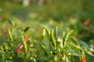 Çiftlikteki ağaçta taze biber. Tarım bahçesindeki kırmızı biber tarlası, ağaçtaki olgun kırmızı biber..                                