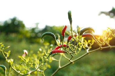 Çiftlikteki ağaçta taze biber. Tarım bahçesindeki kırmızı biber tarlası, ağaçtaki olgun kırmızı biber..                                