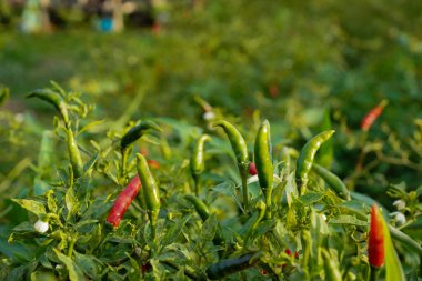 Çiftlikteki ağaçta taze biber. Tarım bahçesindeki kırmızı biber tarlası, ağaçtaki olgun kırmızı biber..                                