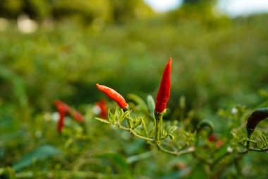 Çiftlikteki ağaçta taze biber. Tarım bahçesindeki kırmızı biber tarlası, ağaçtaki olgun kırmızı biber..                                