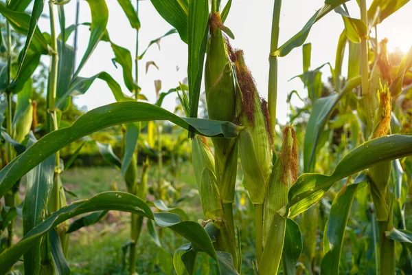 Mısır tarlasını kapatın. Seçici odaklanma. Yaz Tarım Mevsiminde Yeşil Mısır Tarlası Çiftliği. Bir tarladaki mısır tarlasına yakın..                               