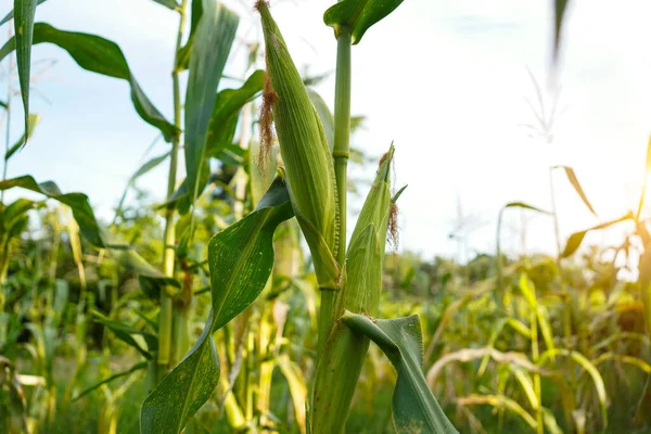 Mısır tarlasını kapatın. Seçici odaklanma. Yaz Tarım Mevsiminde Yeşil Mısır Tarlası Çiftliği. Bir tarladaki mısır tarlasına yakın..                                 