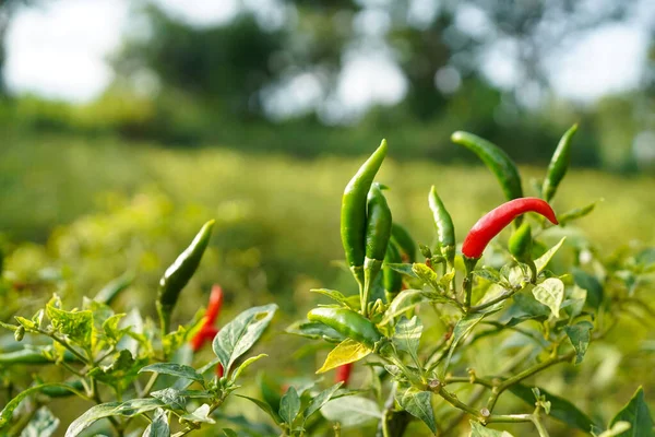 Çiftlikteki ağaçta taze biber. Tarım bahçesindeki kırmızı biber tarlası, ağaçtaki olgun kırmızı biber..                                