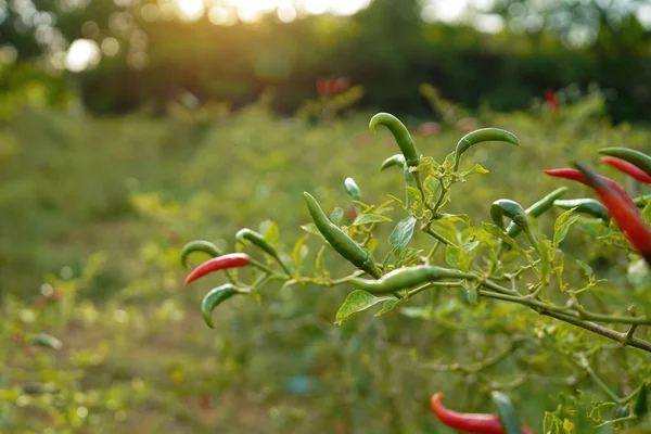 Çiftlikteki ağaçta taze biber. Tarım bahçesindeki kırmızı biber tarlası, ağaçtaki olgun kırmızı biber..                                
