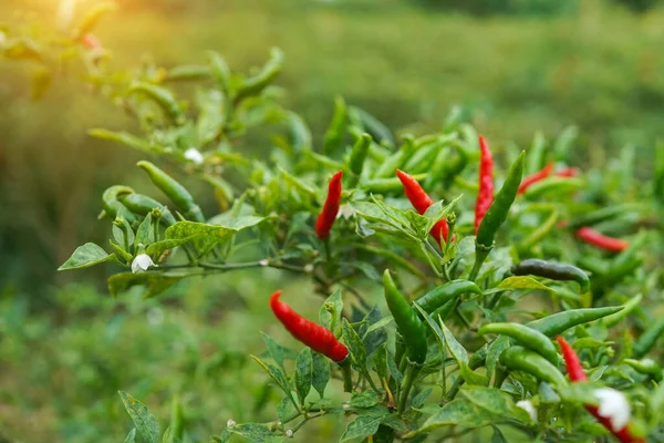 Piment Frais Sur Arbre Dans Ferme Champ Piment Dans Jardin — Photo