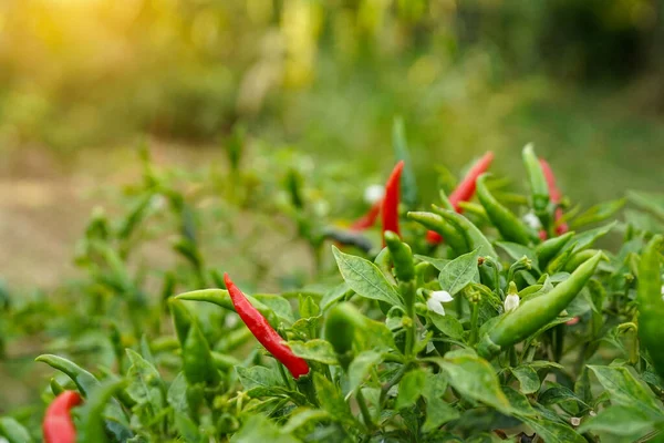 Çiftlikteki ağaçta taze biber. Tarım bahçesindeki kırmızı biber tarlası, ağaçtaki olgun kırmızı biber..                                