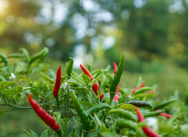 Çiftlikteki ağaçta taze biber. Tarım bahçesindeki kırmızı biber tarlası, ağaçtaki olgun kırmızı biber..                                