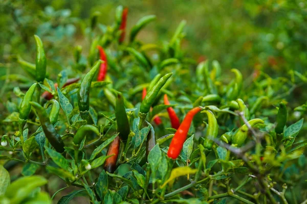 Çiftlikteki ağaçta taze biber. Tarım bahçesindeki kırmızı biber tarlası, ağaçtaki olgun kırmızı biber..                                