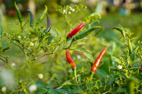 Çiftlikteki ağaçta taze biber. Tarım bahçesindeki kırmızı biber tarlası, ağaçtaki olgun kırmızı biber..                                