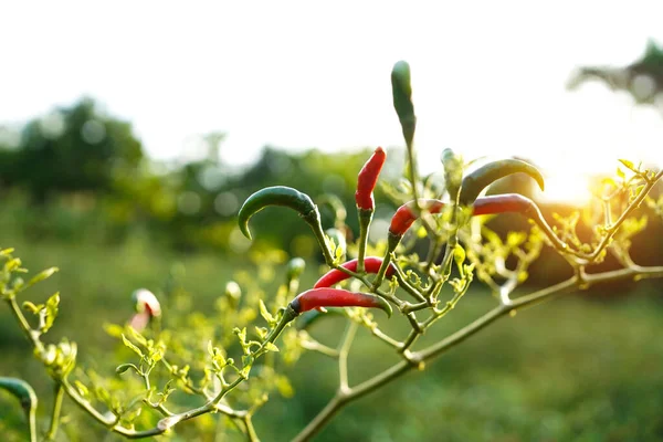 Çiftlikteki ağaçta taze biber. Tarım bahçesindeki kırmızı biber tarlası, ağaçtaki olgun kırmızı biber..                                