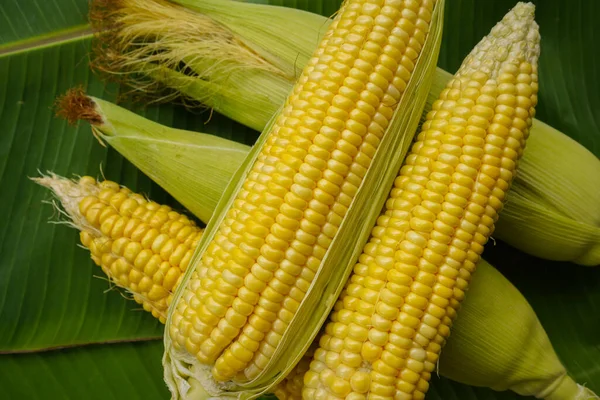 Fornelli Grano Crudo Maturo Rimangono Una Foglia Banana Verde Sano — Foto Stock