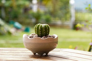 Beyaz bir tencerede büyüyen kaktüs çiçeği..                                