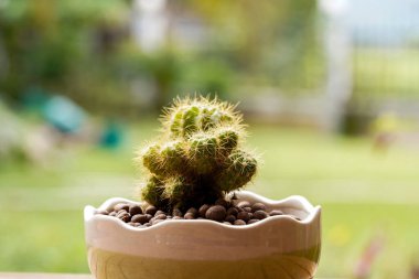 Beyaz bir tencerede büyüyen kaktüs çiçeği..                                       