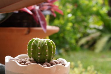 Yeşil arka planda en az yeşil kaktüs bitkisi.                                