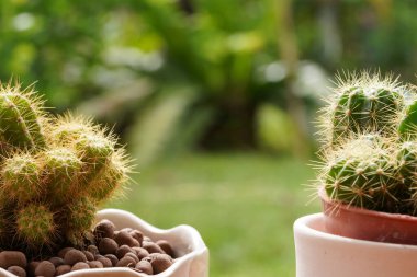 Yeşil arka planda en az yeşil kaktüs bitkisi.                                