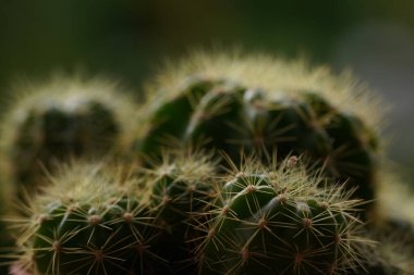 Yeşil arka planda en az yeşil kaktüs bitkisi.                                