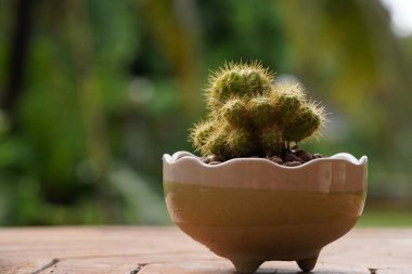 Yeşil arka planda en az yeşil kaktüs bitkisi.                                