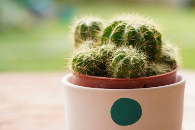 Yeşil arka planda en az yeşil kaktüs bitkisi.                                
