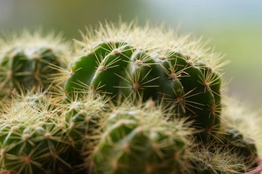 Yeşil arka planda en az yeşil kaktüs bitkisi.                               